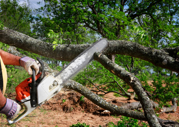 Best Commercial Tree Services  in Pocono Woodland Lakes, PA